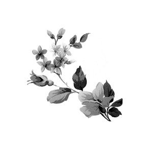 Top 10 Best Flower PSD Design For Blogger