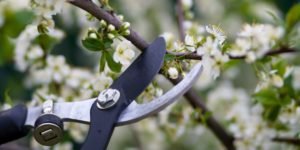 6 Reasons Why You Should Prune Your Garden Or Backyard