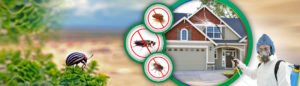 PEST CONTROL COMPANIES DUBAI