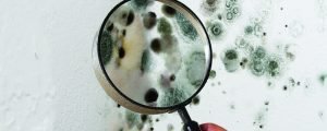 Mold Removal Services