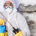 Mold Removal Services:  Stay in a Mold Free Home