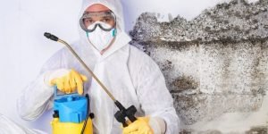 Mold Removal Services:  Stay in a Mold Free Home